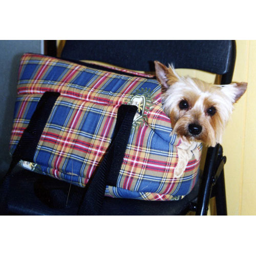 photo chien